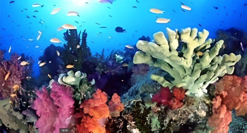 Experience the Exciting Caribbean Underwater World - Transportation Options