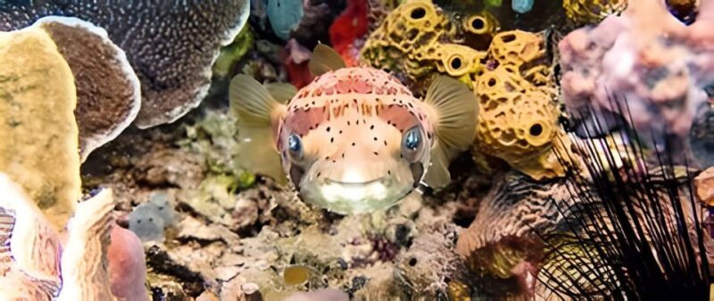 Experience the Exciting Caribbean Underwater World - Recommended Attire