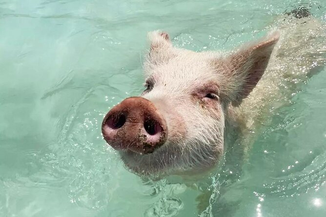 Experience The Exumas and the World Famous Swimming Pigs - Included Amenities and Services