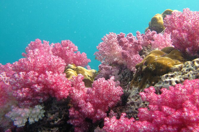 Experience the Koh Lipe Backyard Including 5 Mysterious Islands - Tips for a Memorable Experience