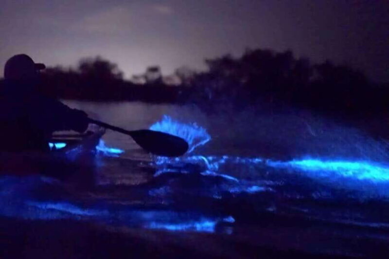 Experience the Magic: Night With Glowing Plankton - Key Points