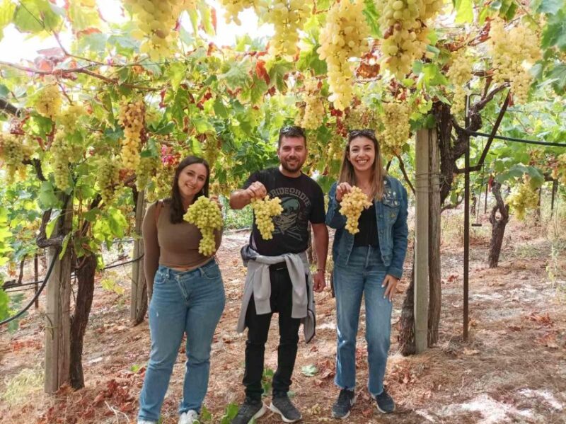 Experience the Minoan Grapes at a Local Vineyard - Discovering the Mythical Tomb of Zeus