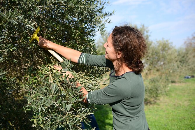 Experience the Olive Oil of Madonie With Tasting - Quick Points