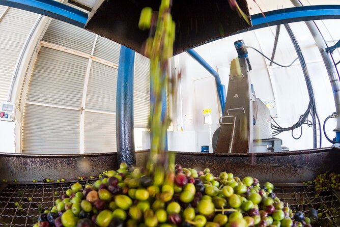 Experience the Olive Oil of Madonie With Tasting - Meeting Point and Logistics
