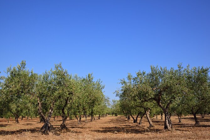 Experience the Olive Oil of Madonie With Tasting - Cancellation and Booking Policy