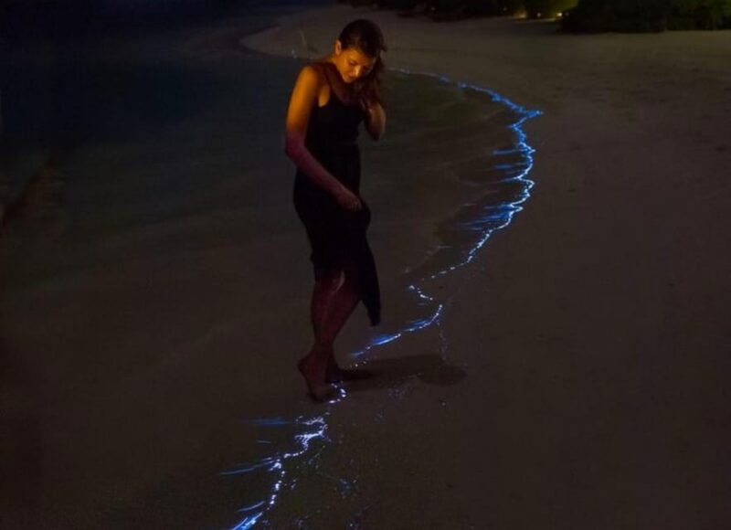 Experience the Sunset & Plankton Bioluminescent Night Kayak - Important Information