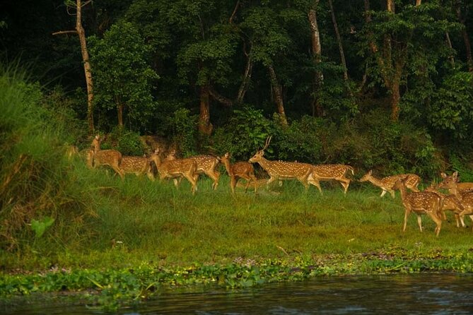 Experience the Thrill of the Wild: Chitwan Jungle Safari( 2N3D) - Reviews and Ratings