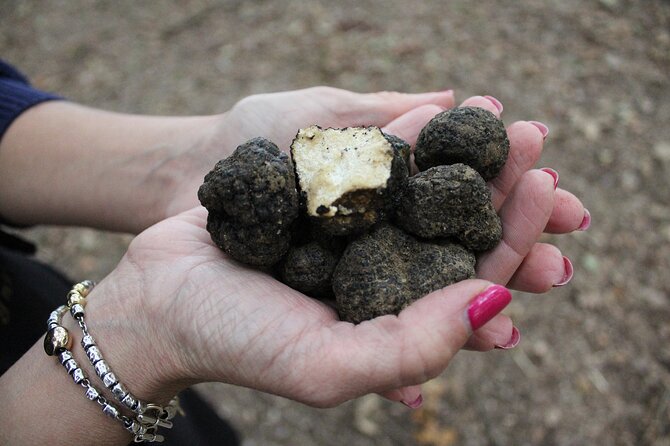Experience Tuscan Truffle Hunting With Wine and Lunch - Tour Details