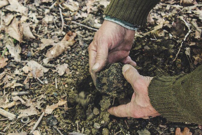 Experience Tuscan Truffle Hunting With Wine and Lunch - Knowledgeable and Friendly Staff