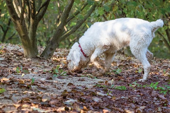 Experience Tuscan Truffle Hunting With Wine and Lunch - Memorable Culinary Adventure