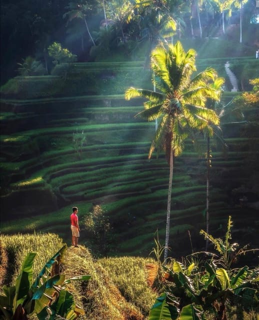 Experience Ubud: From Crafts, Rice Terraces&Jungle Waterfall - Scenic Mountain Drive