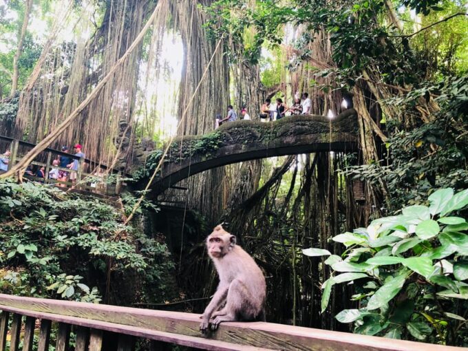 Experience Ubud: From Crafts, Rice Terraces&Jungle Waterfall - Luwak Coffee Plantation