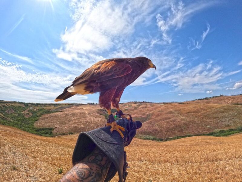 Experience With Birds of Prey in Tuscany - Booking Information