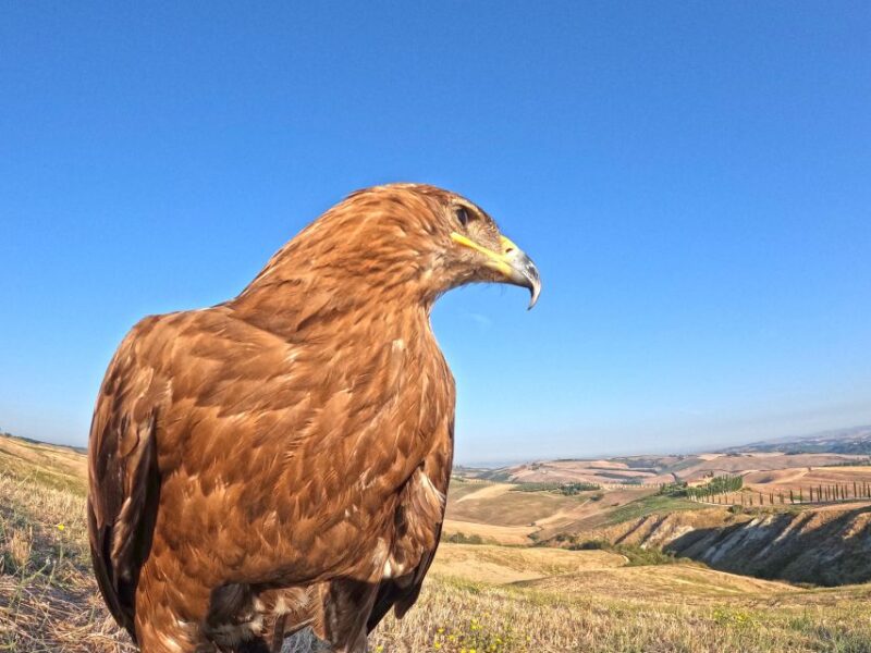 Experience With Birds of Prey in Tuscany - Trainer and Guides