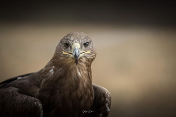 Experience With Birds of Prey in Tuscany - Frequently Asked Questions