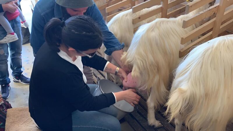 Experience With Girgentan Goats in Agrigento - Meeting the Shepherd