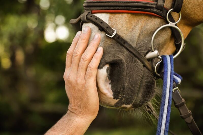 Experience With the Horses: Care, Learning and Dressage - Guided Tour of the Stables