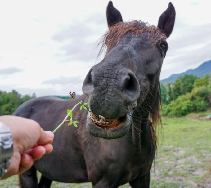 Experience With the Horses: Care, Learning and Dressage - Interaction With Horses