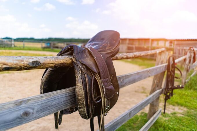 Experience With the Horses: Care, Learning and Dressage - Accessibility and Suitability
