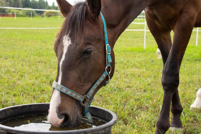 Experience With the Horses: Care, Learning and Dressage - Amenities and Inclusions