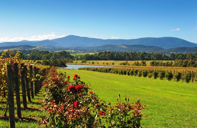 Experience Yarra Valley: a Tailored Private Wine Journey - Key Points