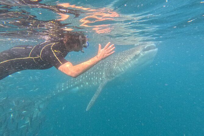 Experiences with whale sharks in La Paz - Key Points