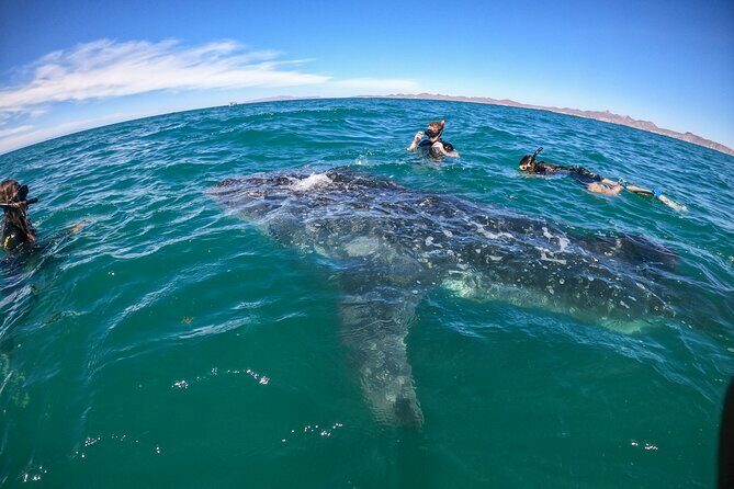 Experiences with whale sharks in La Paz - An In-Depth Look at the Whale Shark Tour in La Paz