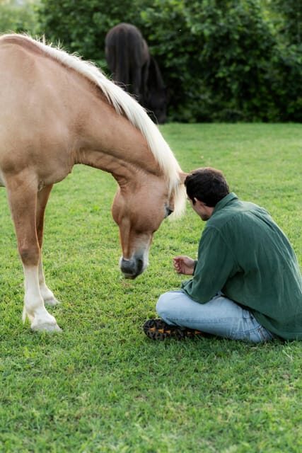 Experiential Activity With Horses: an Experience in Connection - Key Points