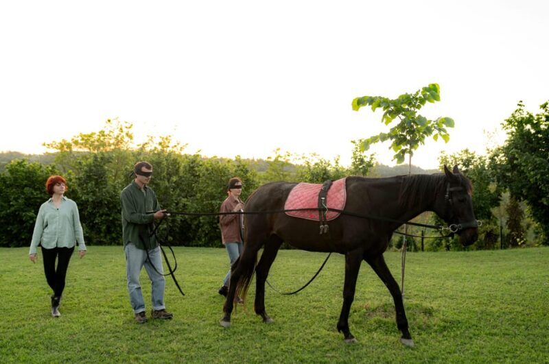Experiential Activity With Horses: an Experience in Connection - Since Your Asked