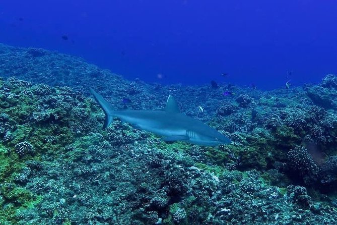 Exploration Dives - Accessibility and Participation