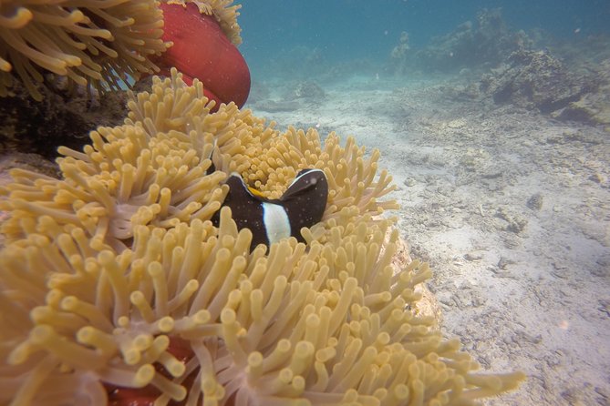 Exploration Dives - Customer Reviews and Ratings