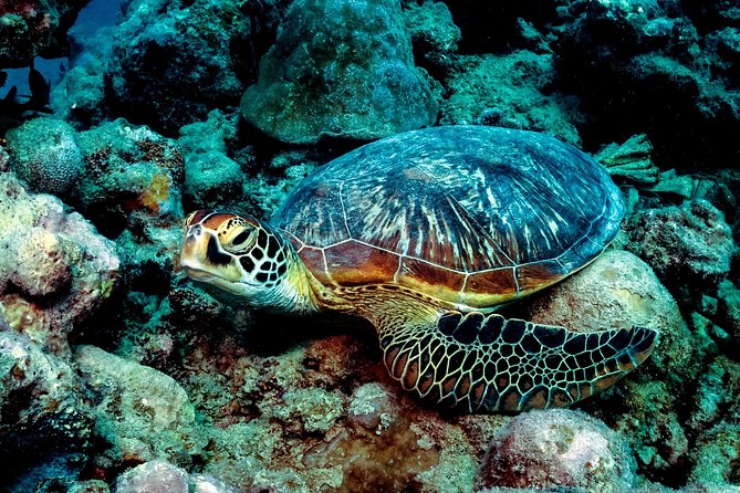 Exploration Dives for Experienced Divers - Scuba Equipment Provided