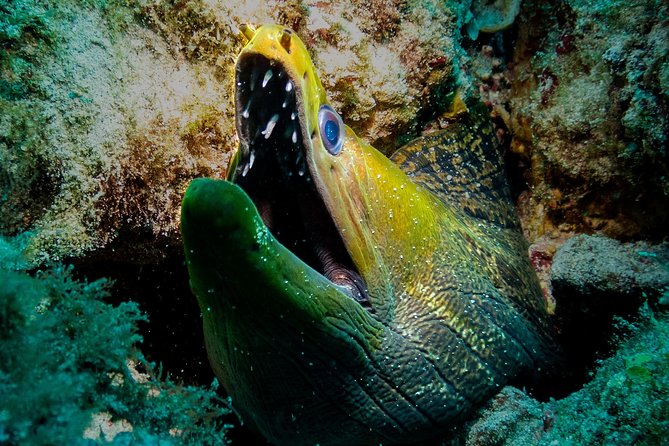 Exploration Dives for Experienced Divers - Medical Conditions Disclaimer