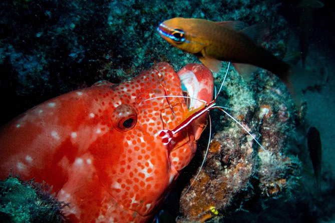 Exploration Dives for Experienced Divers - Tour Group Size Limit