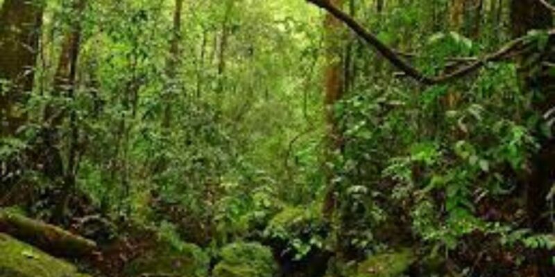 Exploration of Hiyare Forest Through a Nature-Guided Trek - Key Points