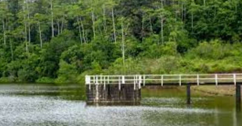 Exploration of Hiyare Forest Through a Nature-Guided Trek - Highlights of the Experience