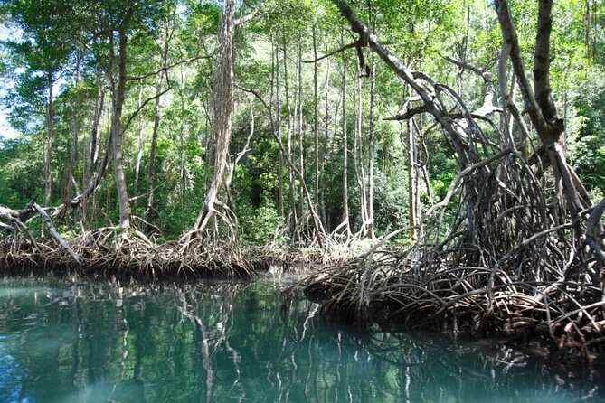 Exploration of Mangroves and Wildlife Los Haitises. - Booking Details