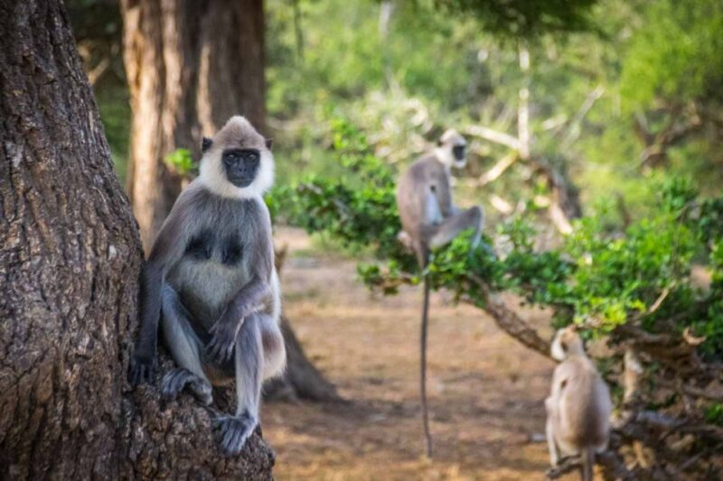 Exploration, Safari, & Guided Scooter Tour in Arugambay - Included in the Tour