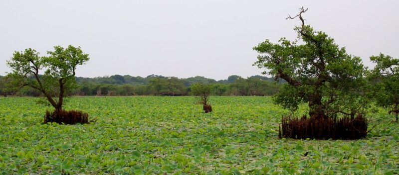 Exploration, Safari, & Guided Scooter Tour in Arugambay - Flexibility and Cancellation