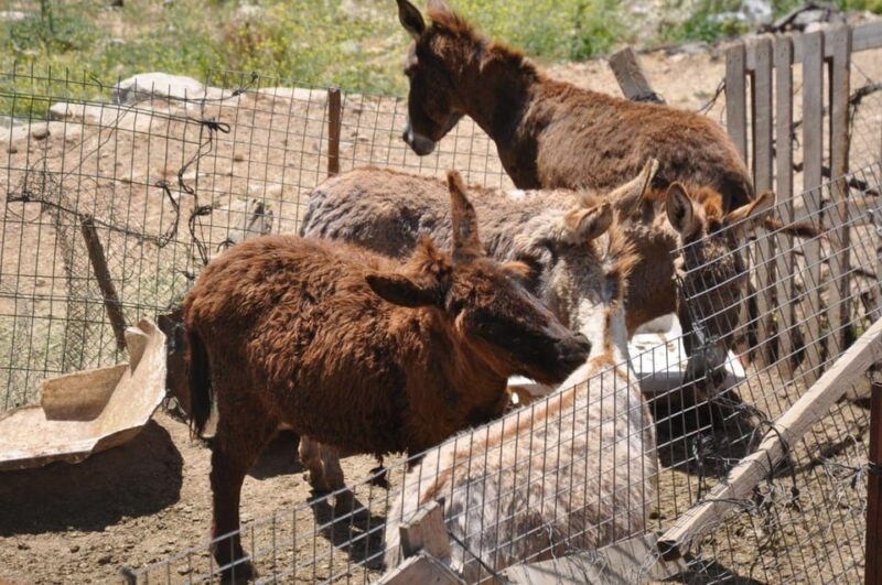 Explore Alanya Castle WıTh Alanya Jeep Safari - Important Restrictions