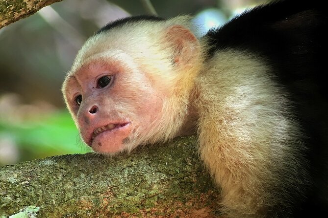Explore and Learn on a Tour of the Magic Monteverde Cloud Forest - Taking in the Misty Wonderland
