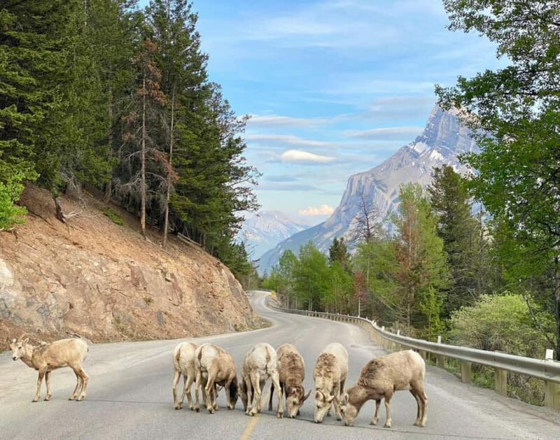 Explore Banff National Park & Lake Louise Day Trip - A Deep Dive into the Experience