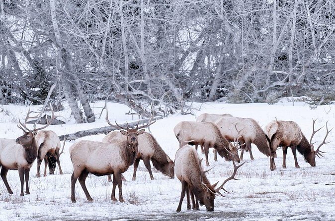 Explore Banff + Wildlife - Who Should Consider This Tour?
