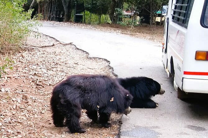 Explore Bangalores Wild Side An Exclusive Bannerghatta Safari! - Key Points