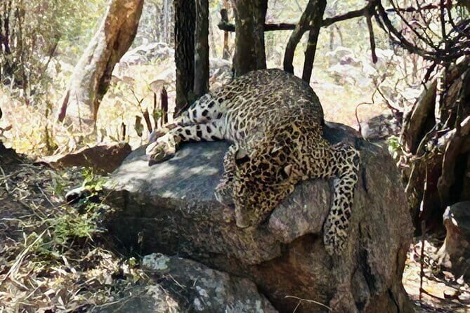 Explore Bangalores Wild Side An Exclusive Bannerghatta Safari! - Authentic Experiences Highlighted in Reviews