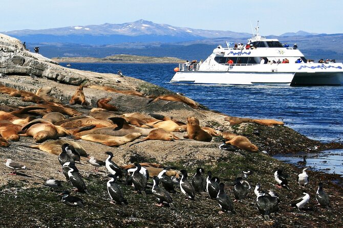 Explore Beagle Channel and Sea Lions Island on a Catamaran Cruise - Tour Overview and Highlights