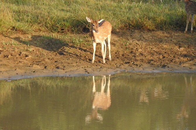 Explore Beauty Of Yala (Ruhuna) National Park From South Coast in One Day. - Tour Inclusions and Pricing