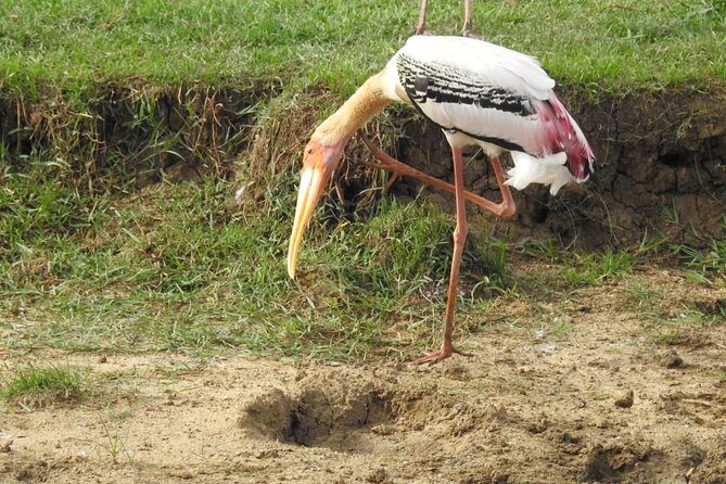 Explore Beauty Of Yala (Ruhuna) National Park From South Coast in One Day. - Meeting and Pickup Arrangements