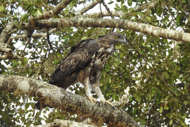 Explore Beauty Of Yala (Ruhuna) National Park From South Coast in One Day. - Recommended Attire and Essentials