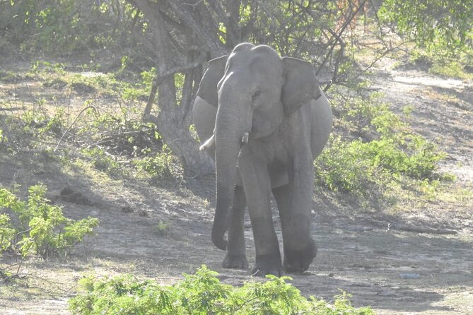 Explore Beauty Of Yala (Ruhuna) National Park From South Coast in One Day. - Duration and Transportation Details